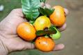 button mangosteen